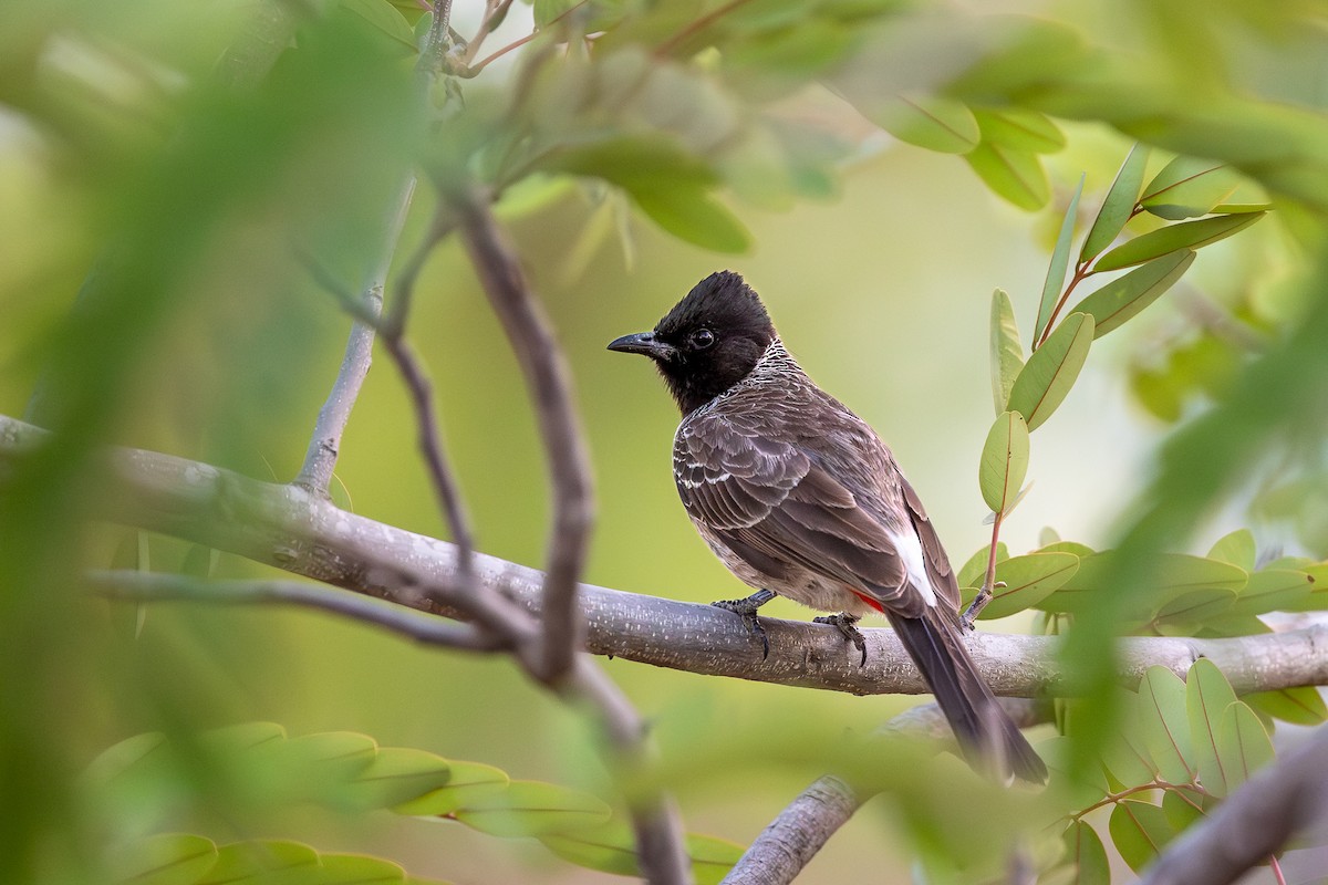 Red-vented Bulbul - ML619931957
