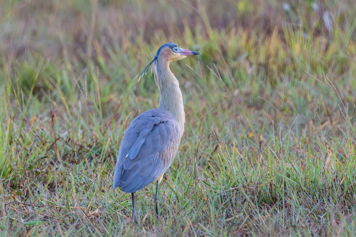 Whistling Heron - ML619931976