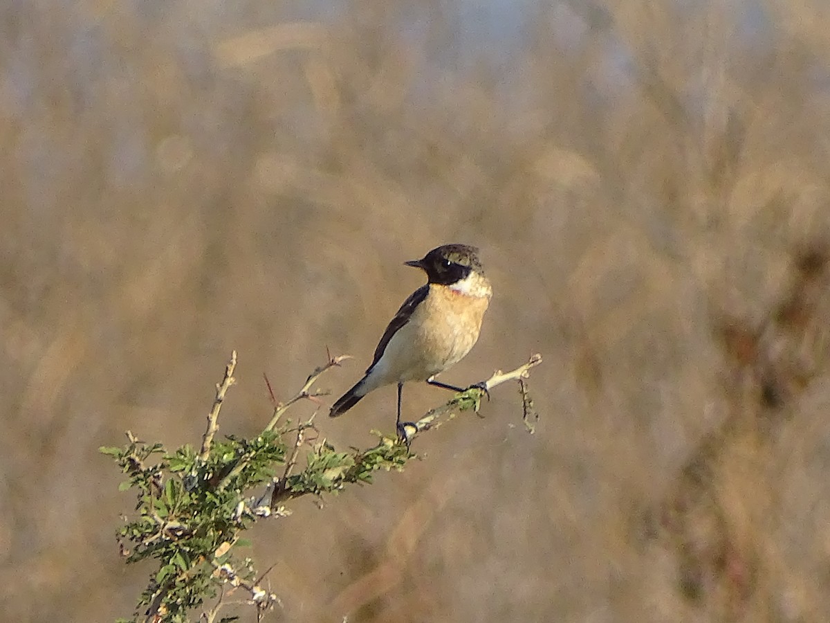 Siberian Stonechat - ML619931985