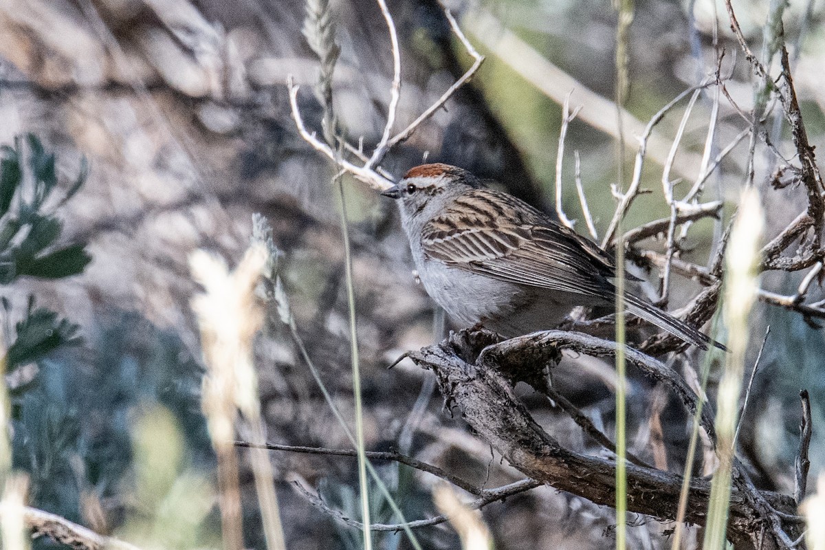 Chipping Sparrow - ML619931999