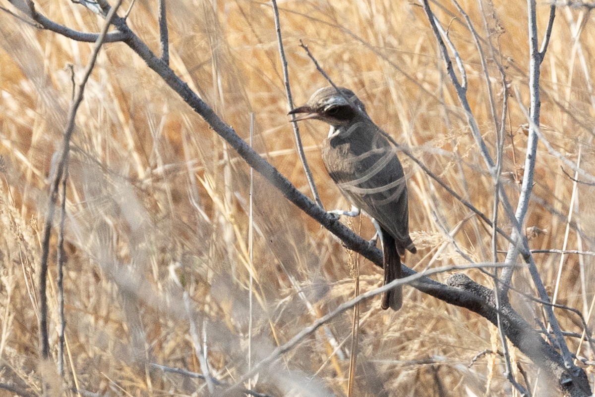 Common Woodshrike - ML619932011