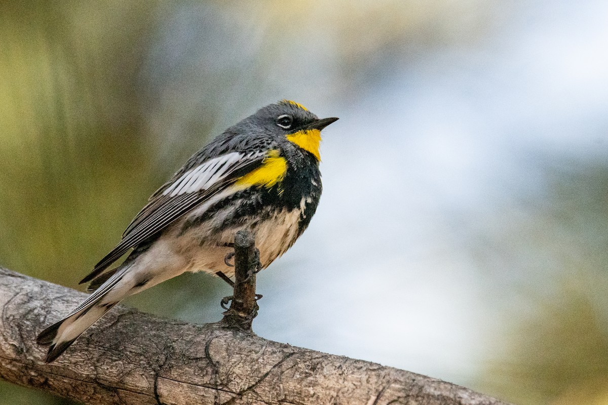 Yellow-rumped Warbler (Audubon's) - ML619932014