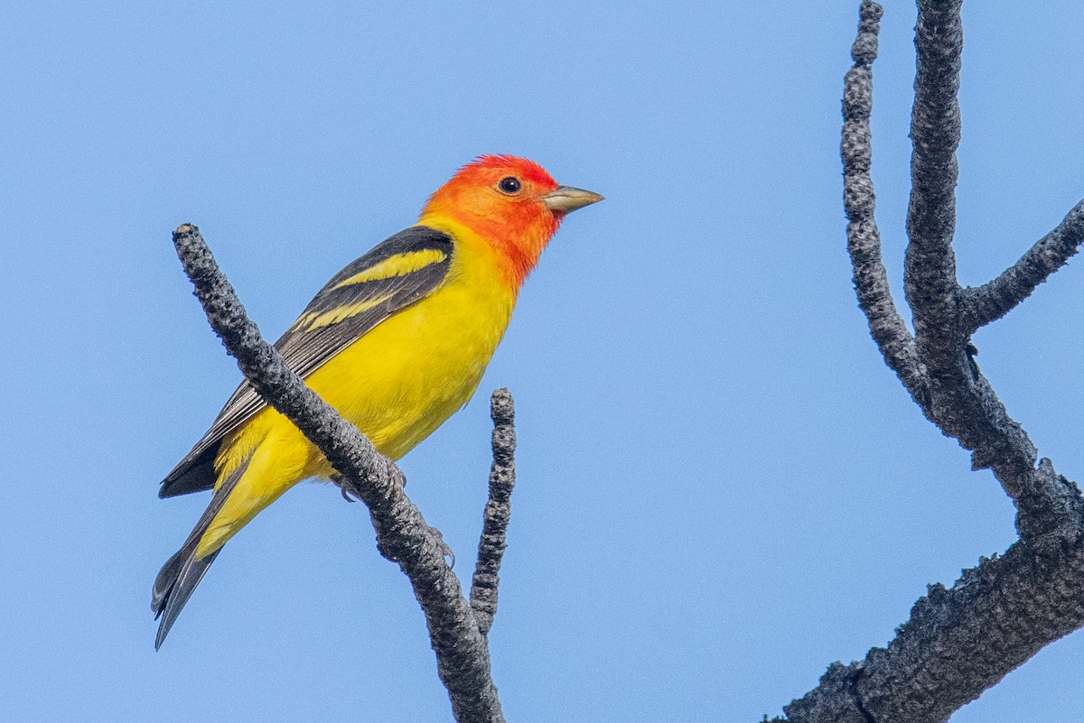 Western Tanager - ML619932027