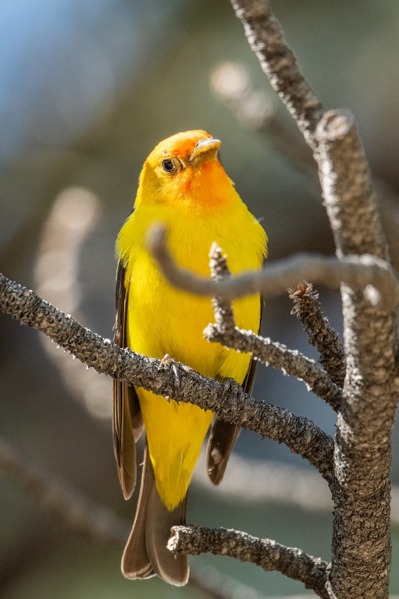 Western Tanager - ML619932028