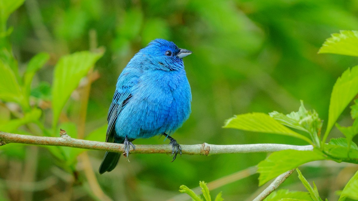 Indigo Bunting - ML619932029