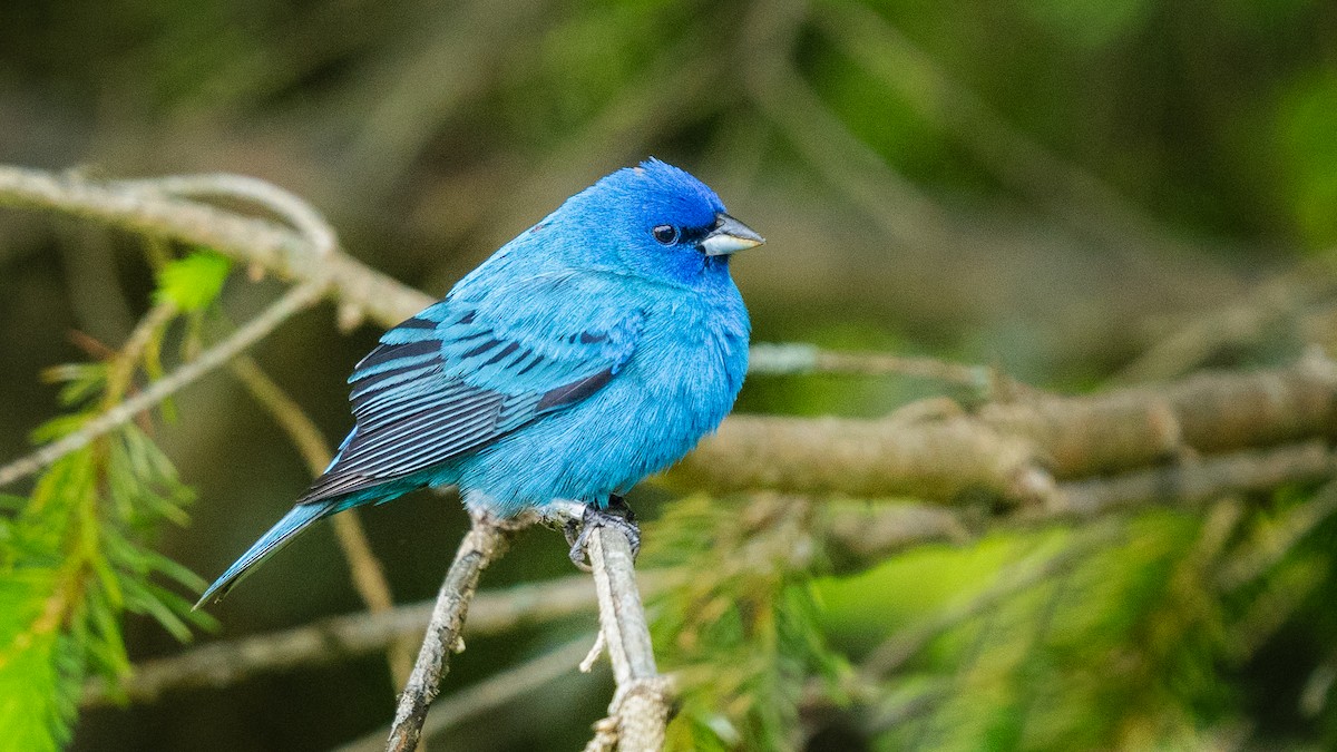 Indigo Bunting - ML619932030