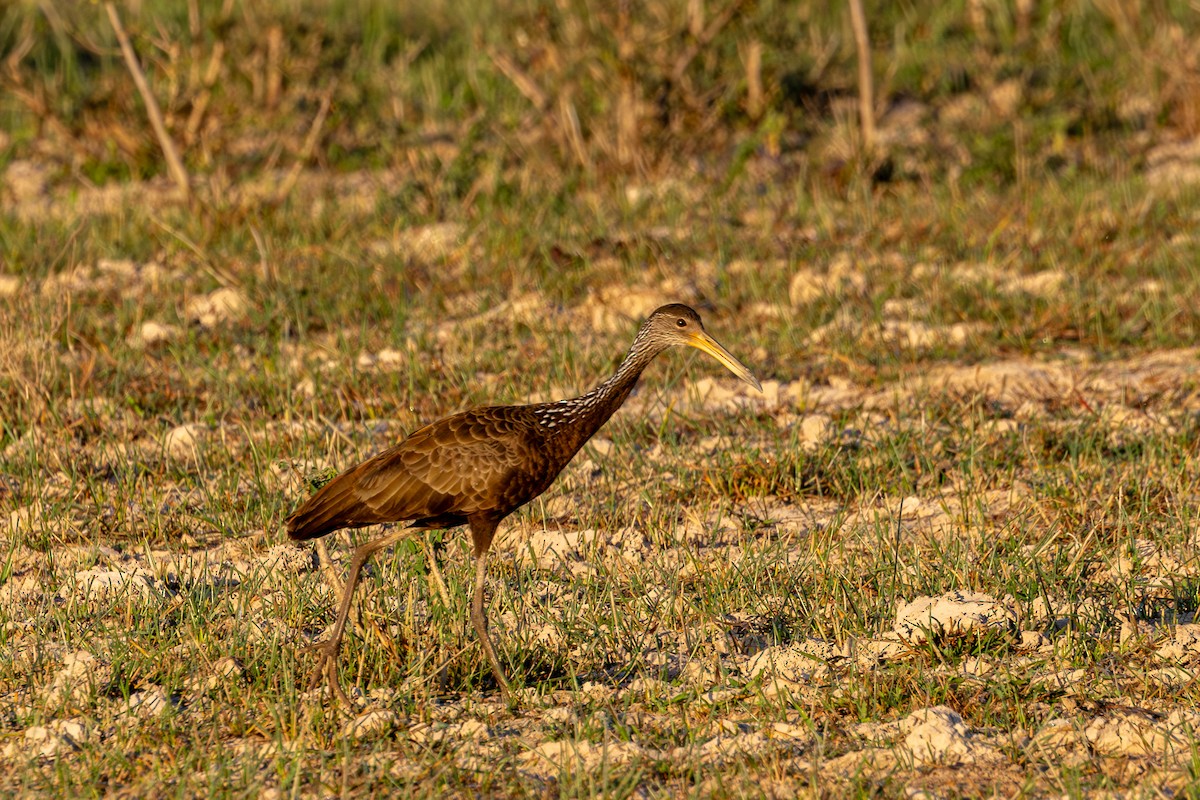 Limpkin - Gustavo Dallaqua