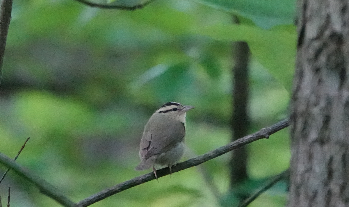 Worm-eating Warbler - ML619932046