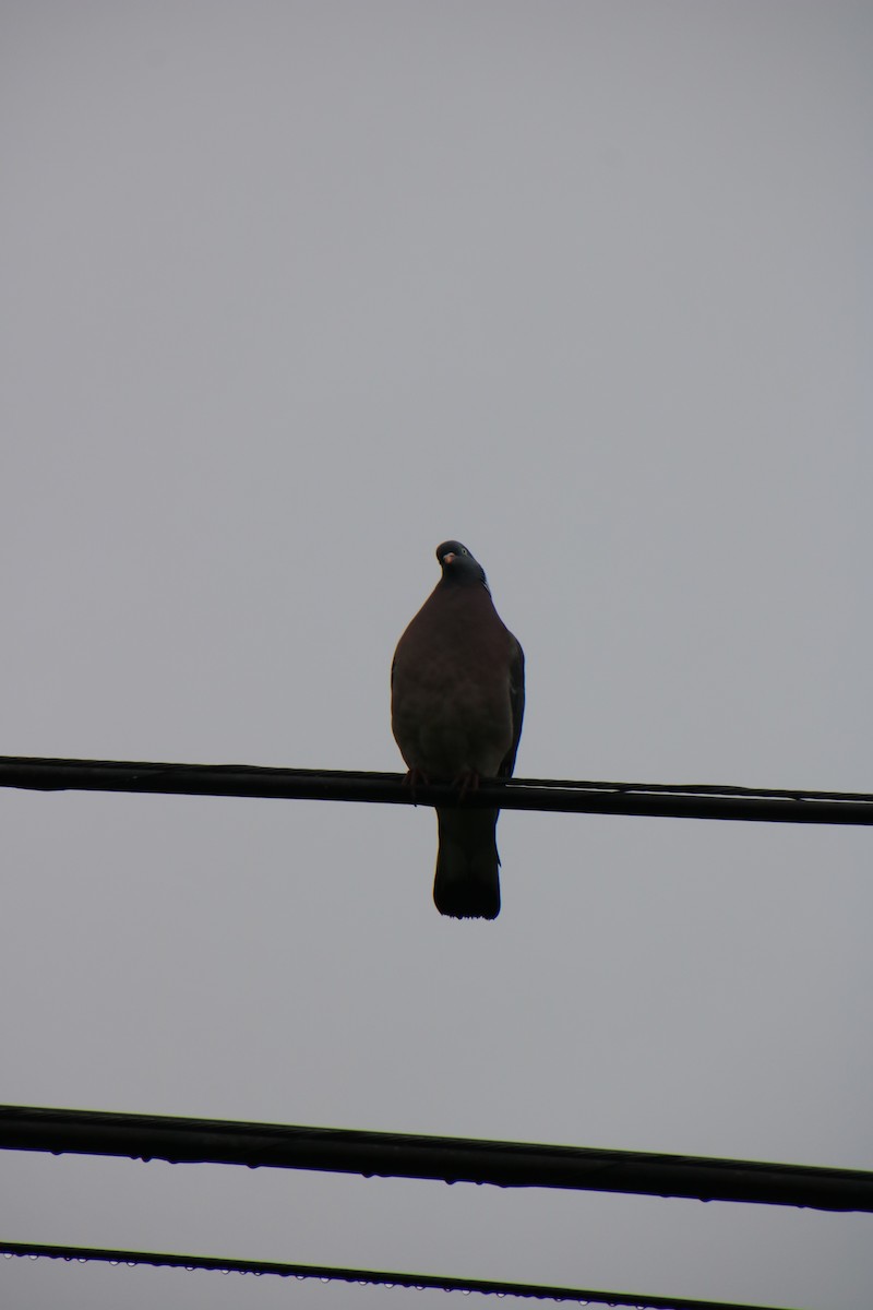 Common Wood-Pigeon - ML619932058
