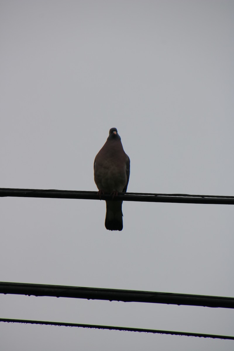 Common Wood-Pigeon - ML619932059
