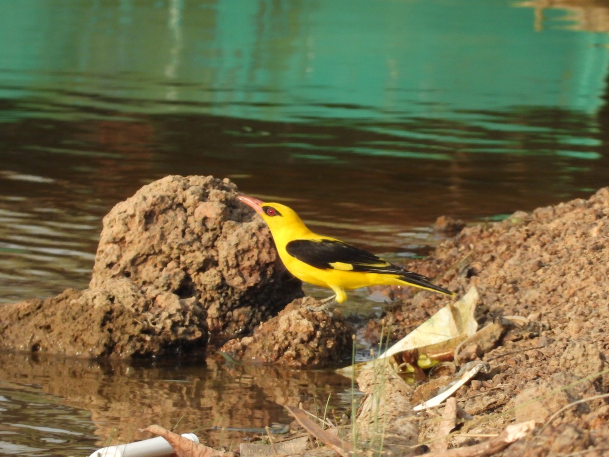 Indian Golden Oriole - ML619932065