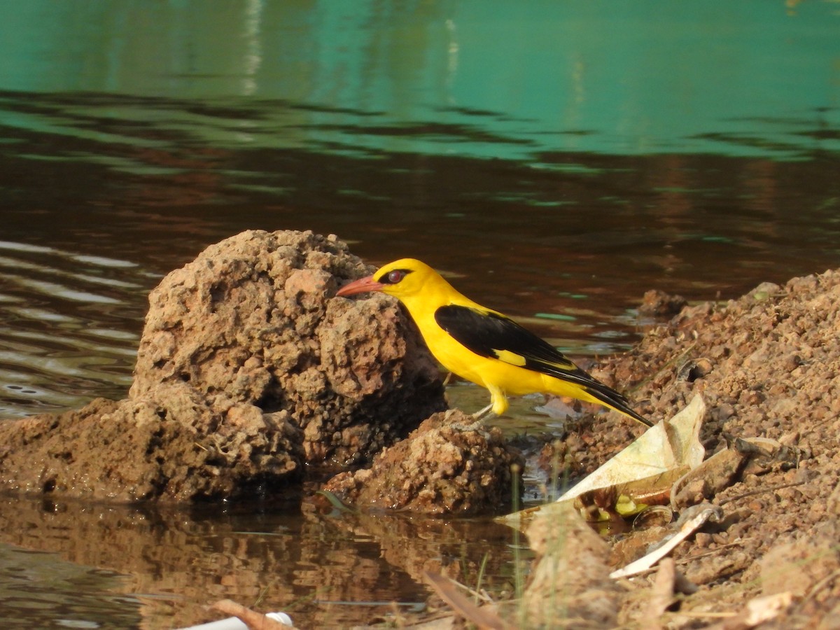 Indian Golden Oriole - ML619932066