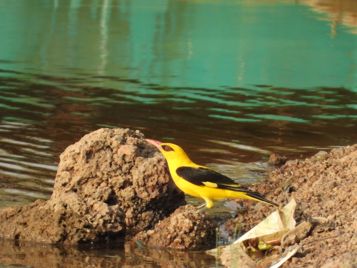 Indian Golden Oriole - ML619932067
