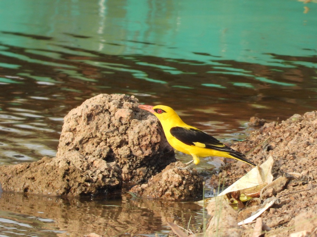 Indian Golden Oriole - ML619932068