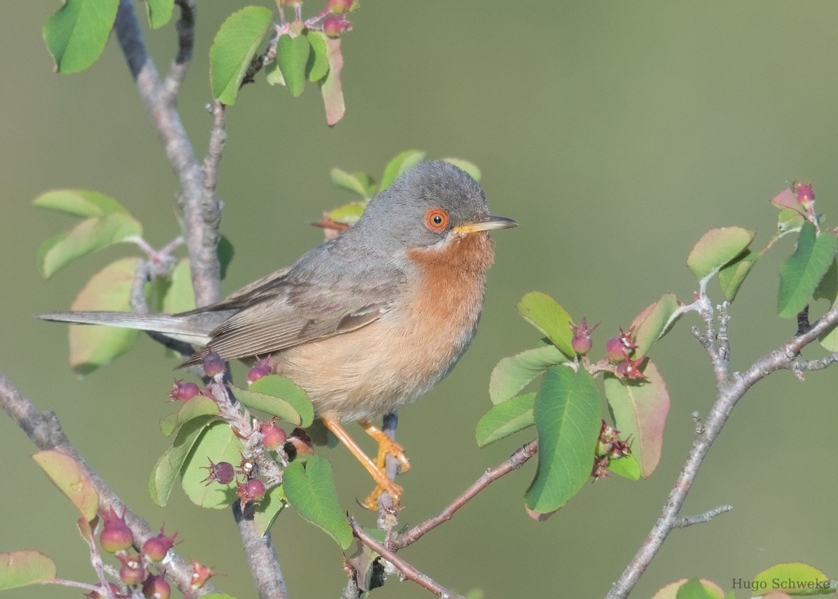 Western Subalpine Warbler - ML619932081