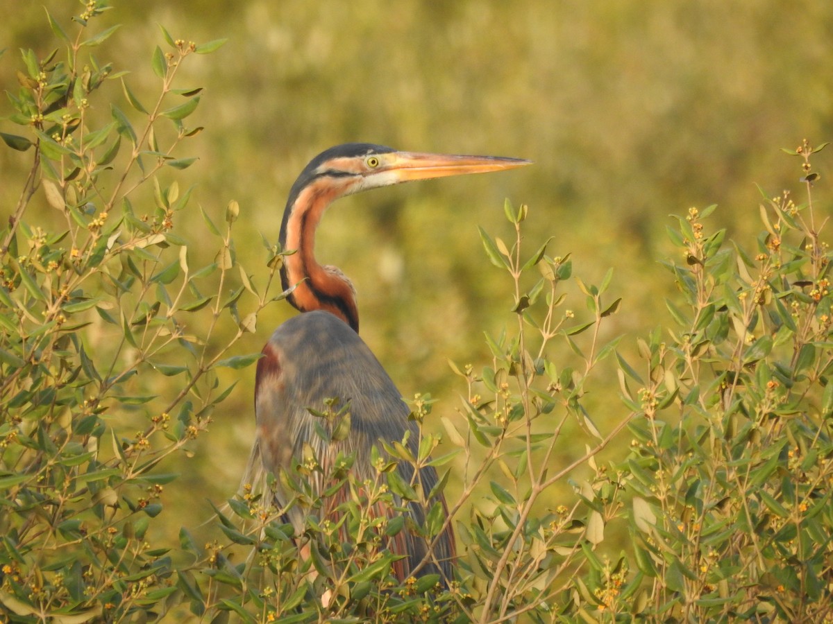 Purple Heron - ML619932100