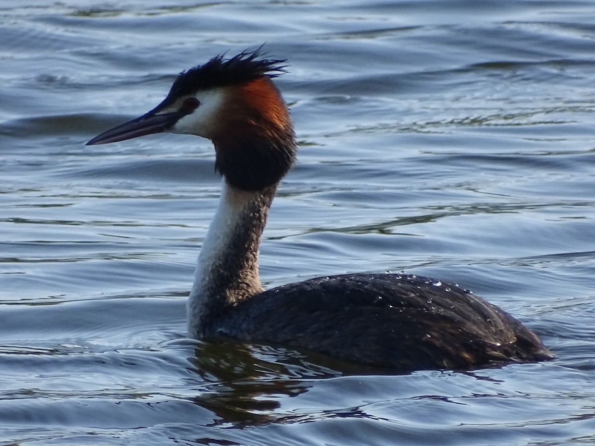 Great Crested Grebe - ML619932108
