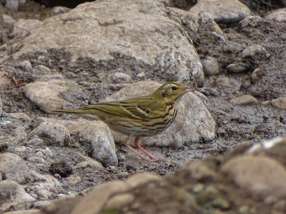Olive-backed Pipit - ML619932113