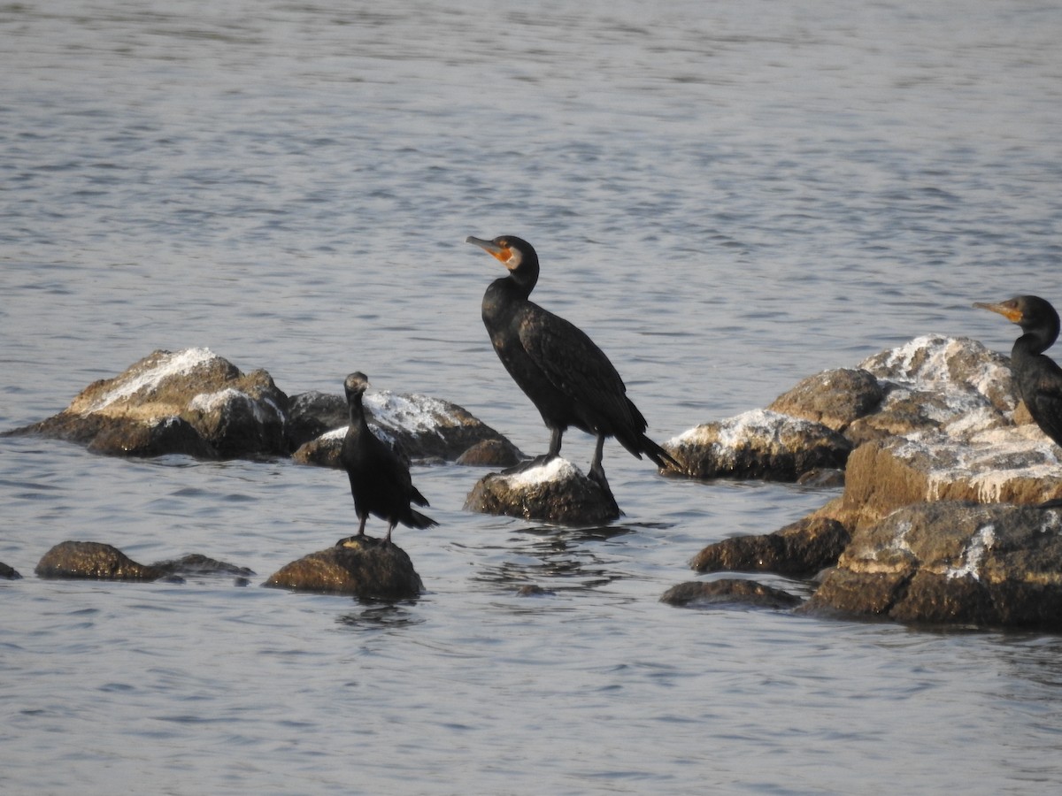 Great Cormorant - Tarang Sarin