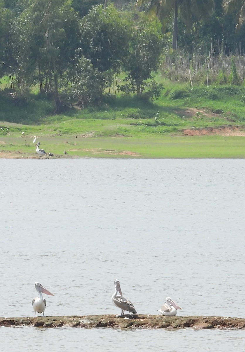 Spot-billed Pelican - ML619932134