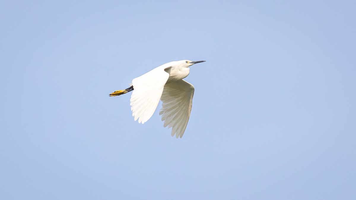 Little Egret (Western) - ML619932140