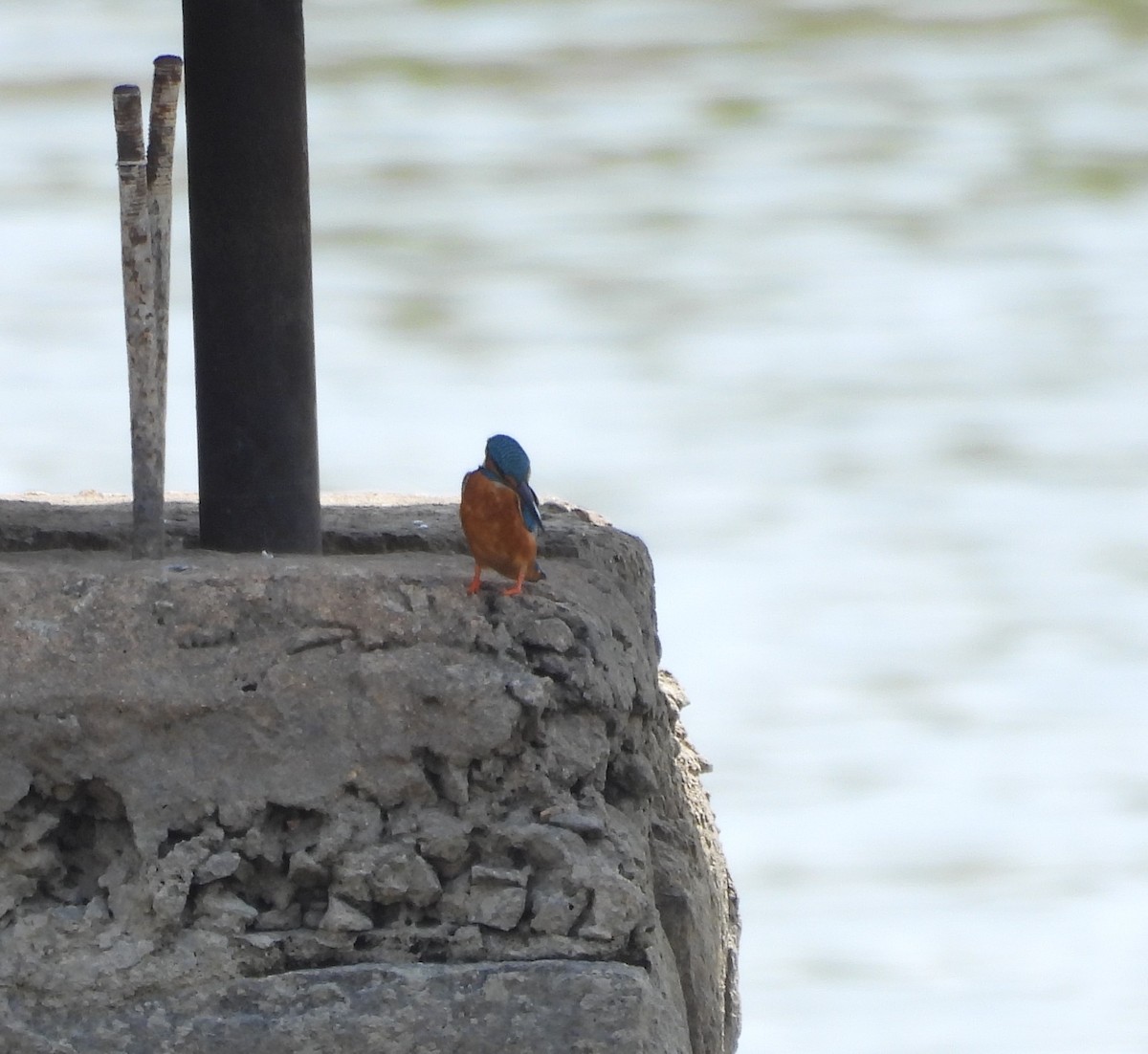 Common Kingfisher - ML619932145