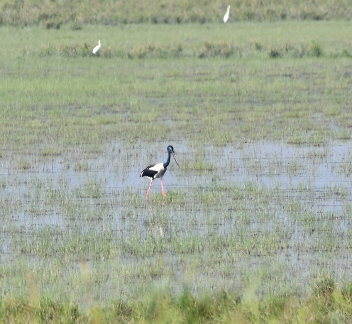 Black-necked Stork - ML619932159
