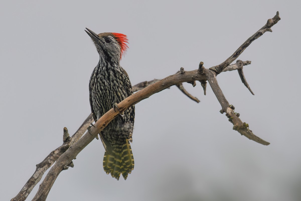 Cardinal Woodpecker - ML619932160