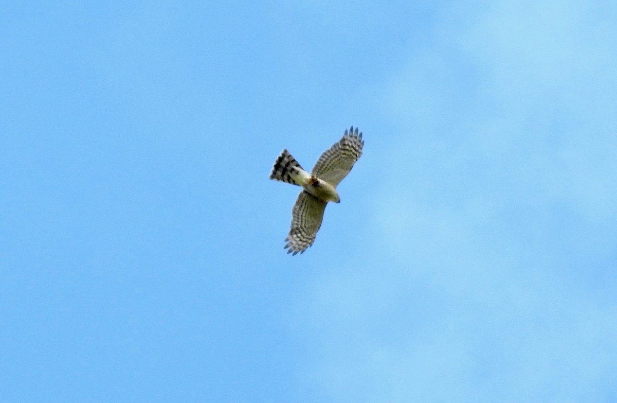 Eurasian Sparrowhawk - ML619932178