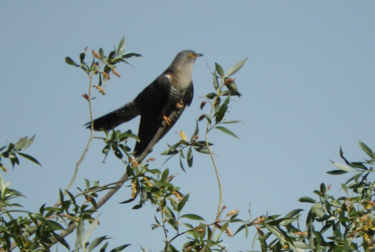 Common Cuckoo - ML619932190
