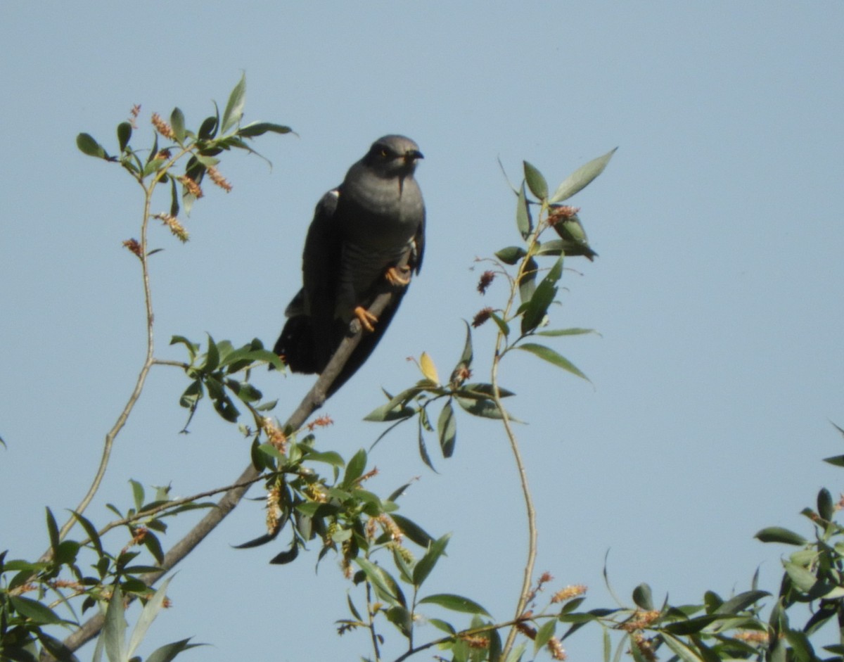 Common Cuckoo - ML619932191