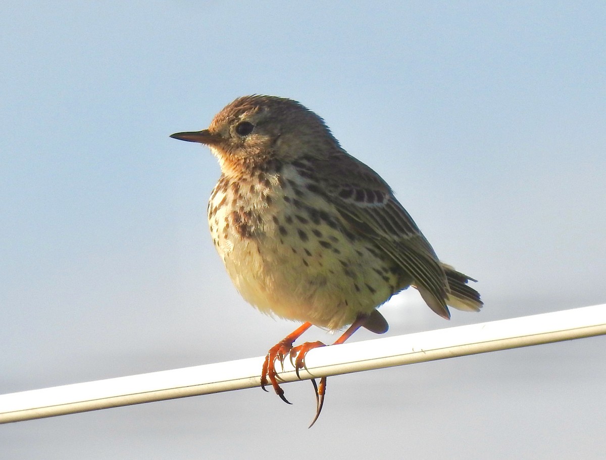 Meadow Pipit - ML619932196