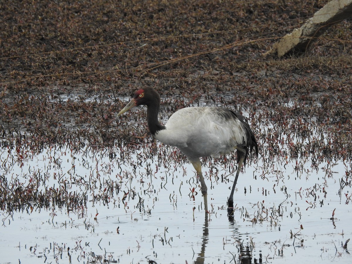 Black-necked Crane - ML619932198