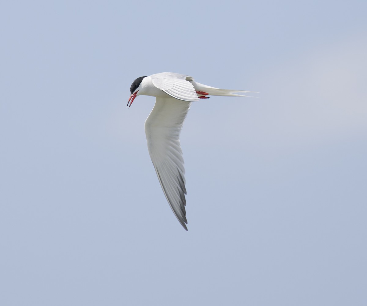 Common Tern - ML619932203
