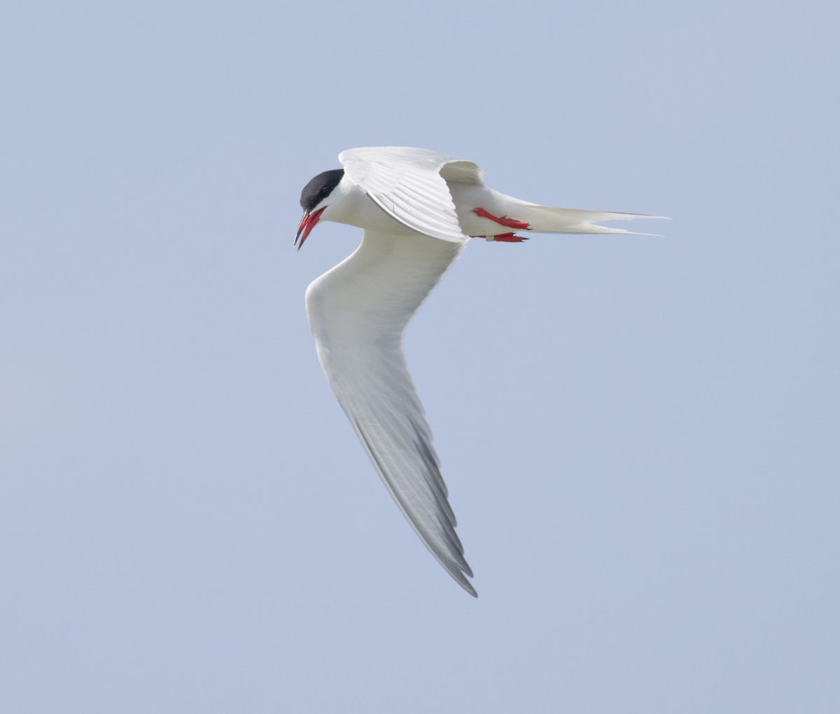 Common Tern - ML619932204