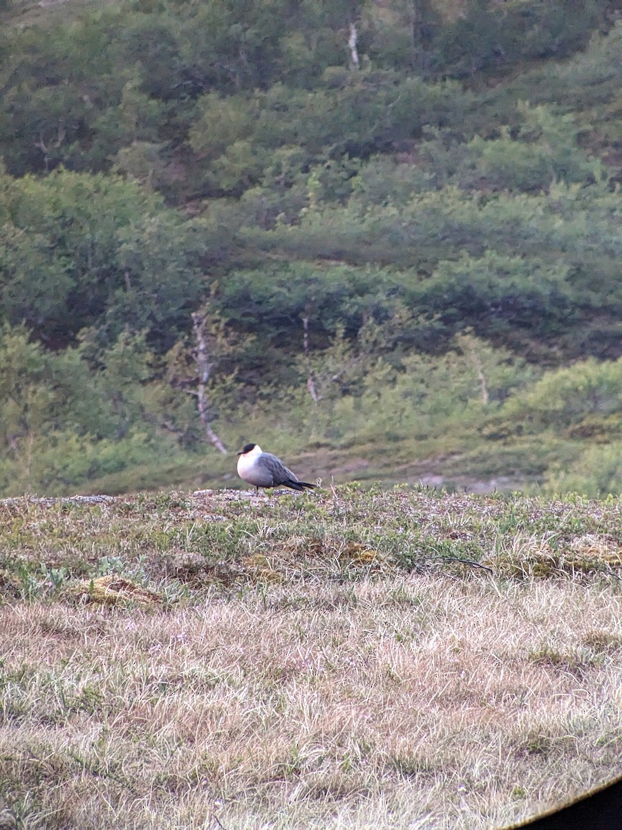 Long-tailed Jaeger - ML619932207