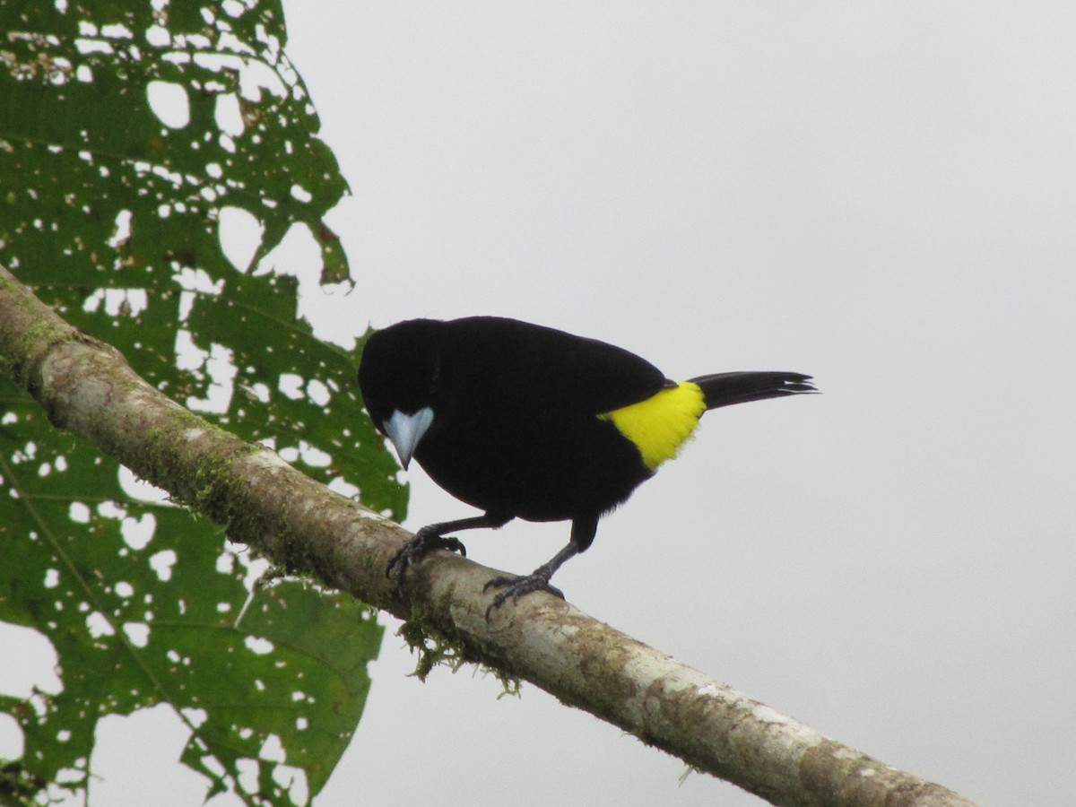 Flame-rumped Tanager (Lemon-rumped) - ML619932210