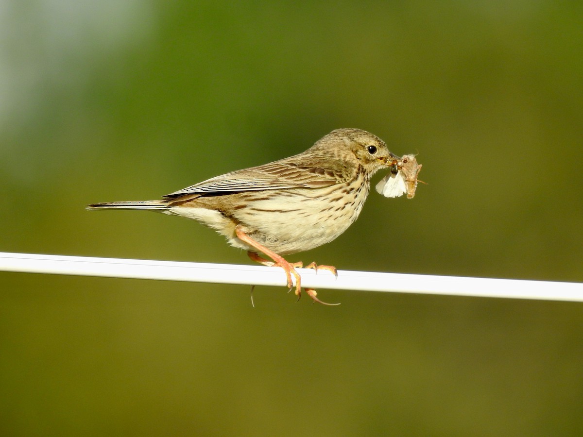 Meadow Pipit - ML619932217