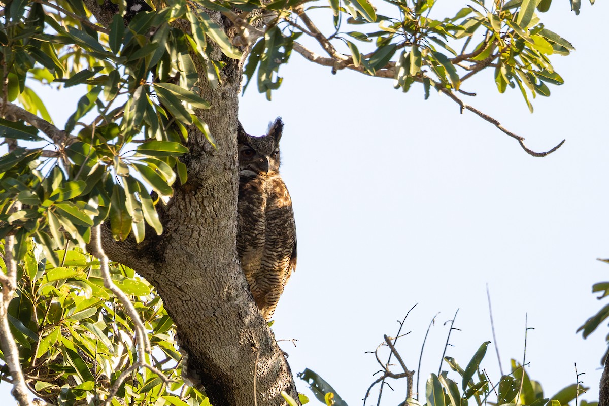 Great Horned Owl - ML619932241