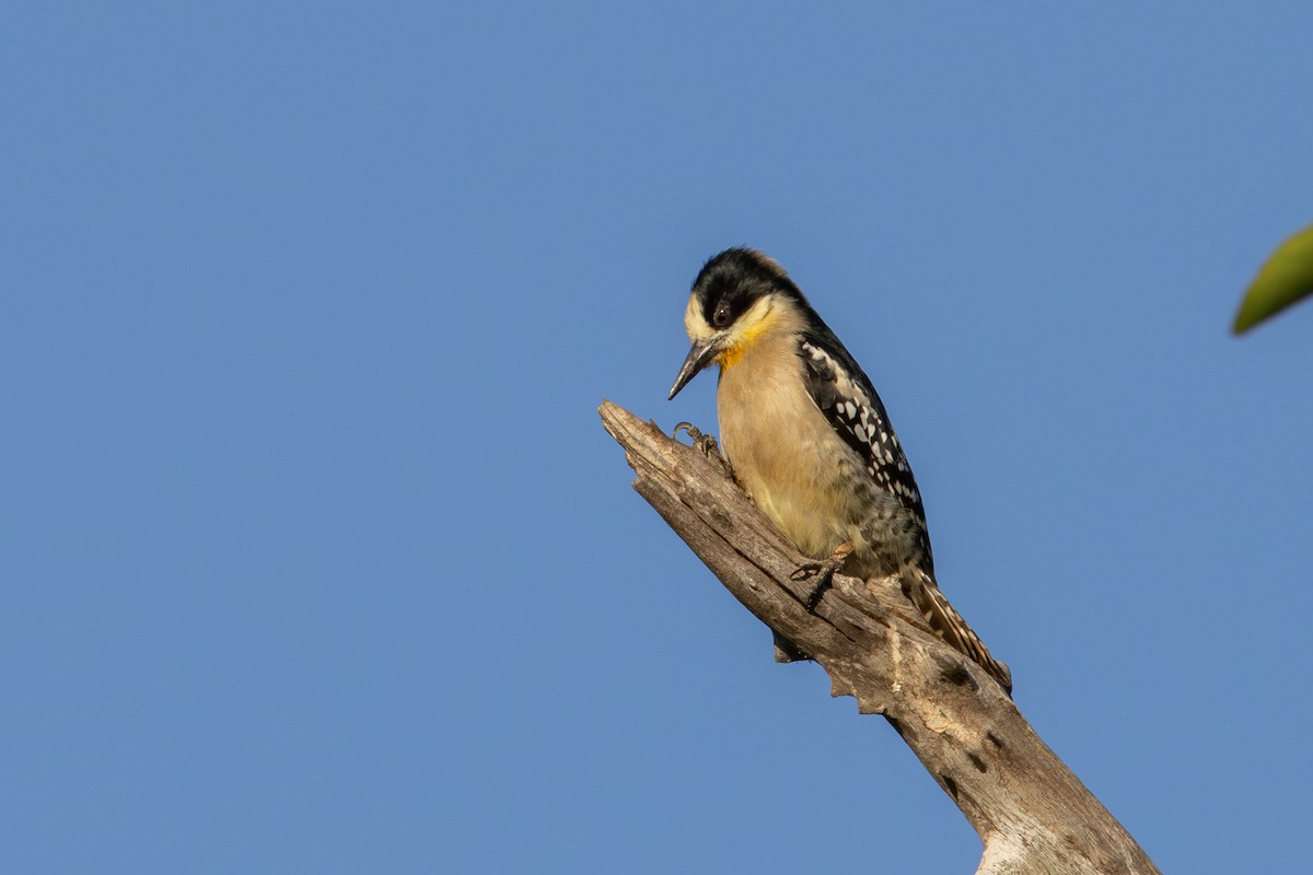 White-fronted Woodpecker - ML619932244