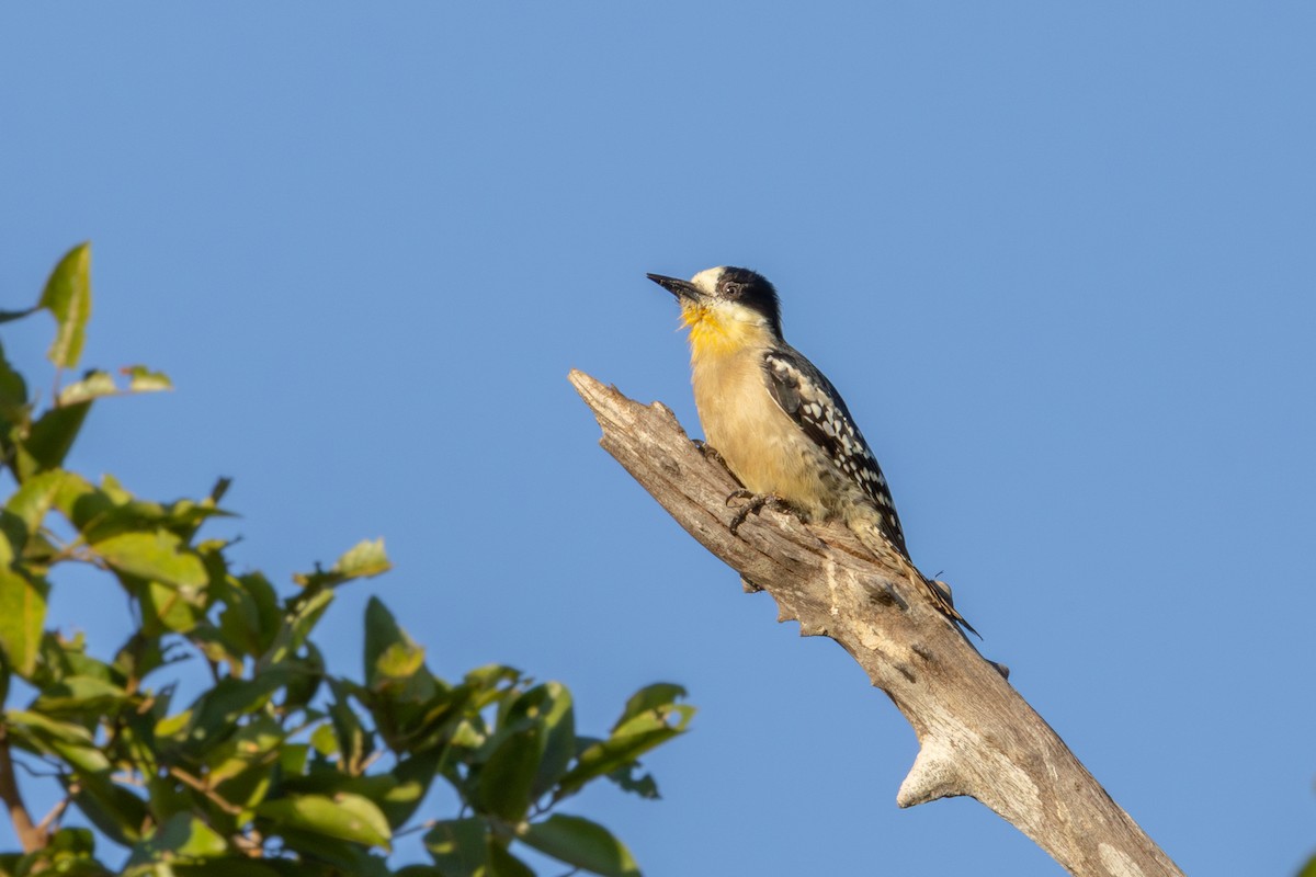 White-fronted Woodpecker - ML619932245