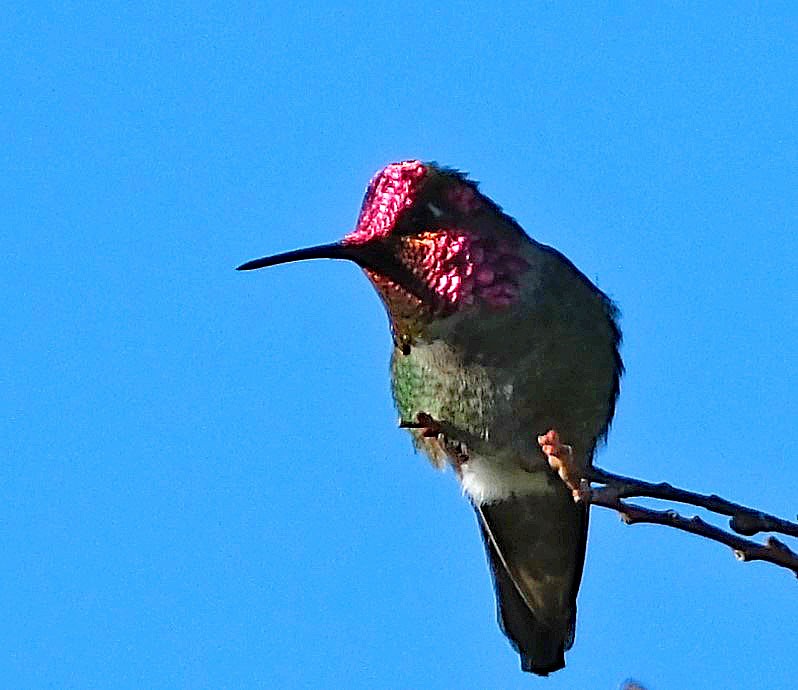 Anna's Hummingbird - ML619932246