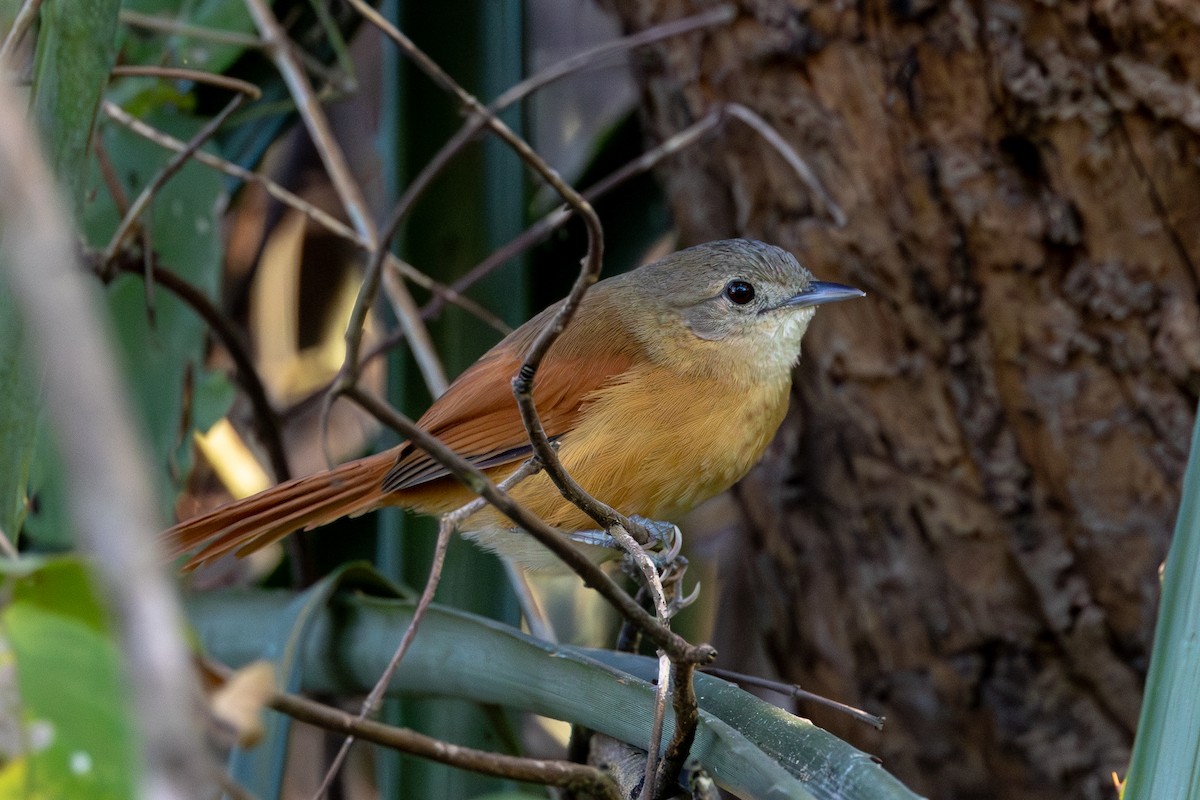 White-lored Spinetail - ML619932253