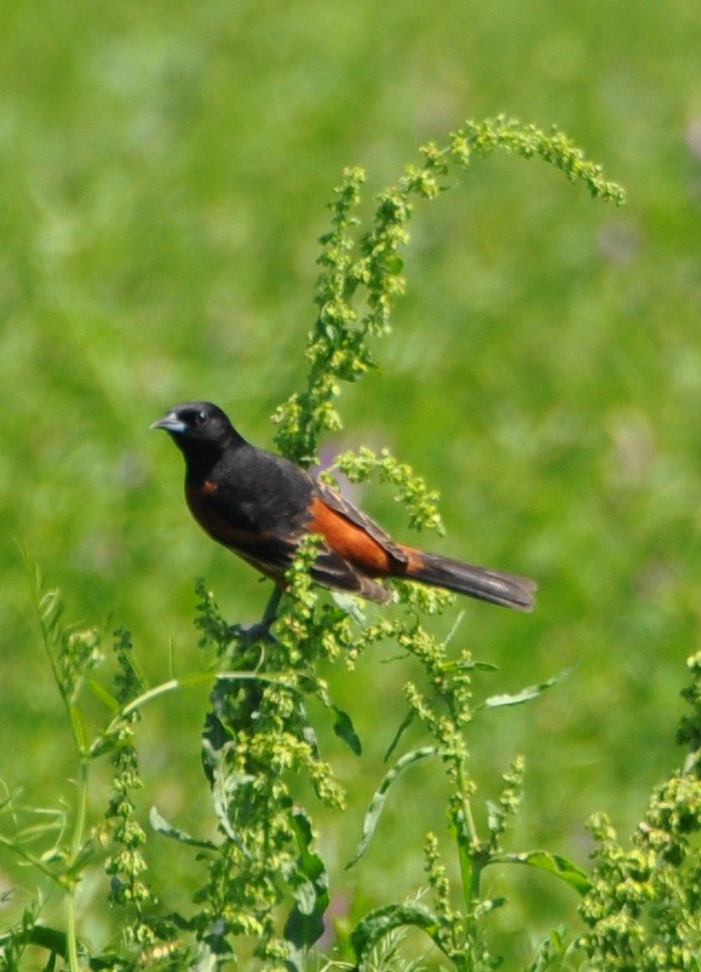 Orchard Oriole - ML619932255