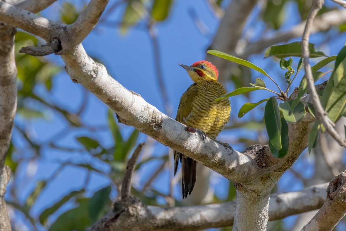 Golden-green Woodpecker - ML619932258
