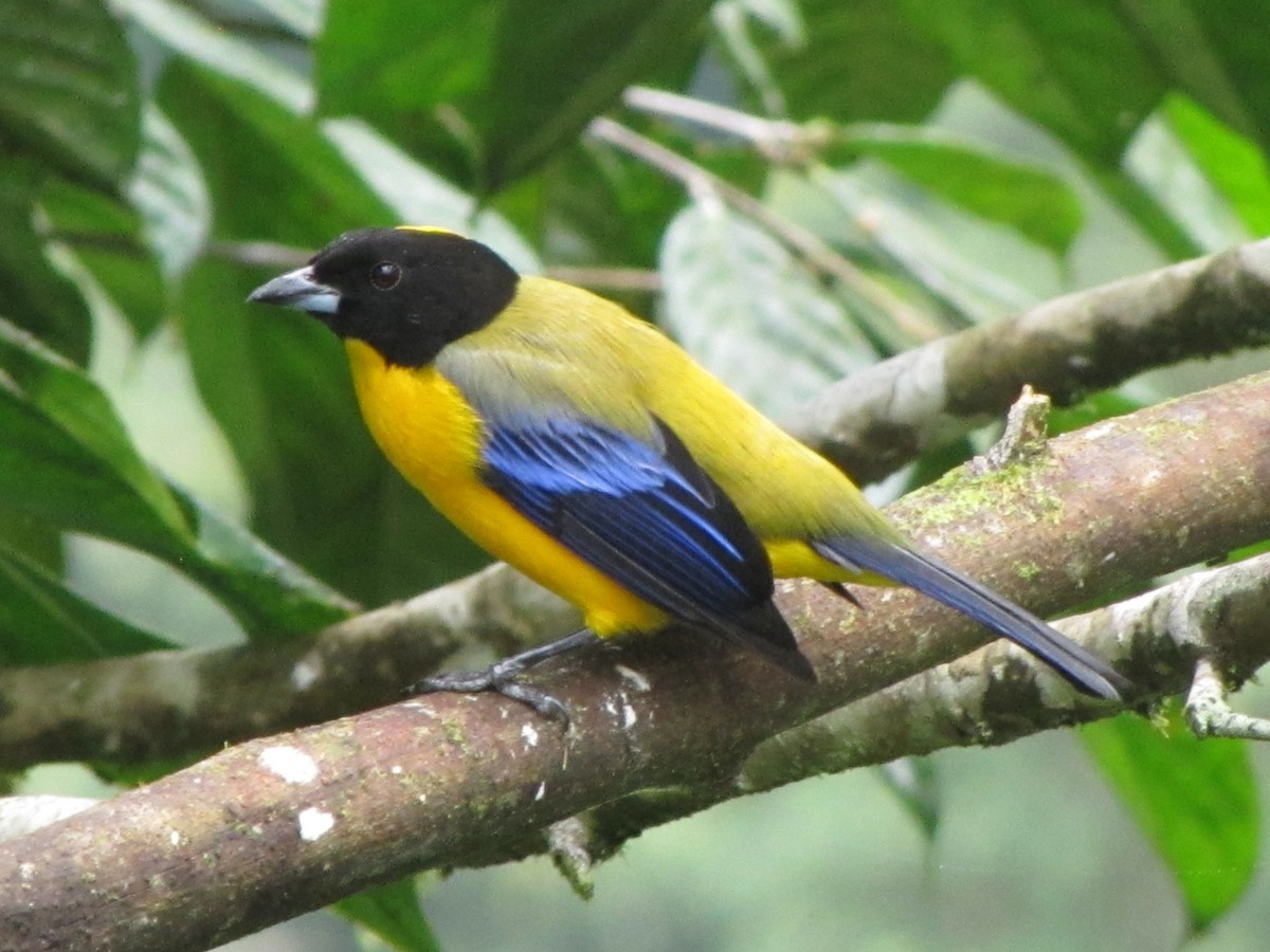 Black-chinned Mountain Tanager - ML619932259