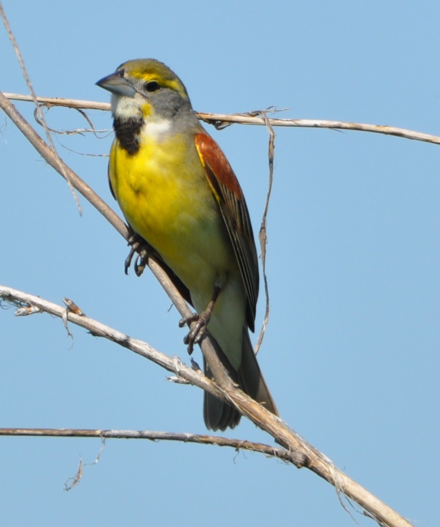 Dickcissel d'Amérique - ML619932261