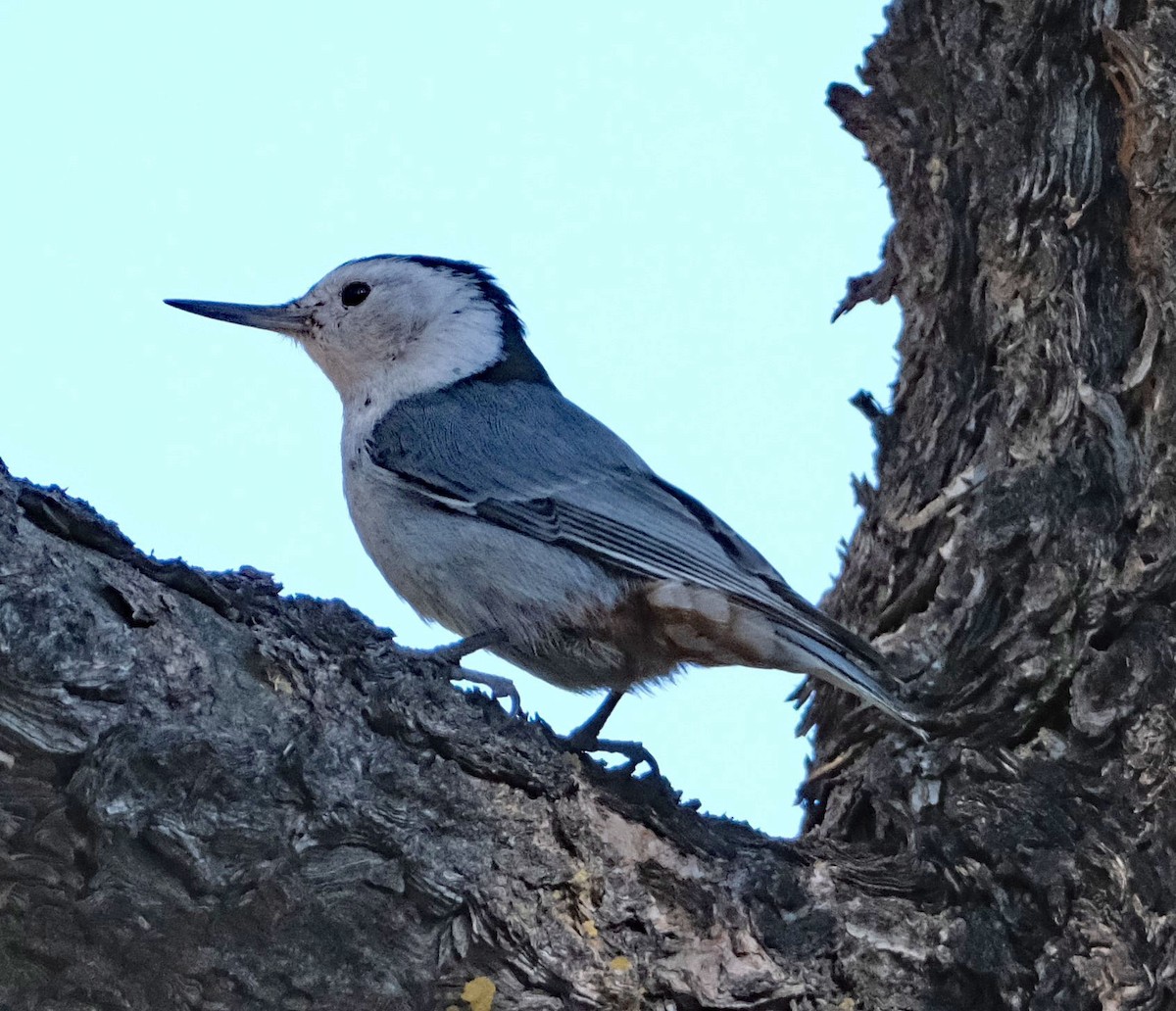 White-breasted Nuthatch - ML619932269
