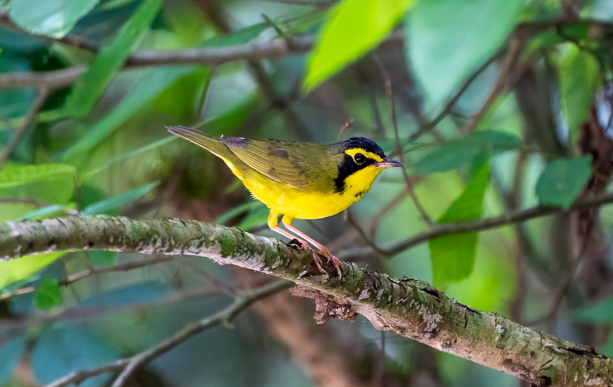 Kentucky Warbler - ML619932270