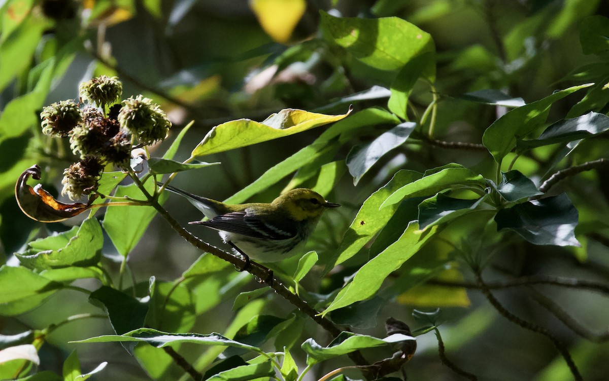 Black-throated Green Warbler - ML619932277